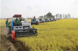 Linh hoạt giữ vững vùng lúa chủ lực, mở hướng nông nghiệp xanh