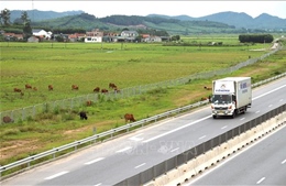 Xử lý việc người dân tháo dỡ rào ngăn cách cao tốc Diễn Châu - Bãi Vọt, biến thành khu chăn thả gia súc