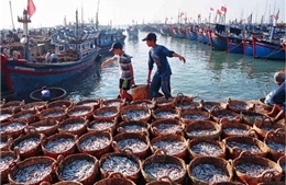 Đồng Tháp quản lý chặt đội tàu khai thác hải sản