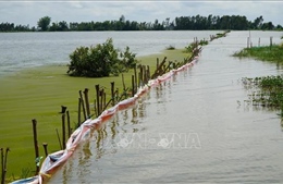 Nông dân Đồng Tháp ở khu vực trũng thấp căng mình chống lũ