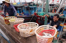 Khắc phục &#39;thẻ vàng&#39; IUU: Ngư dân tuân thủ, bảo vệ nghề biển và thị trường xuất khẩu