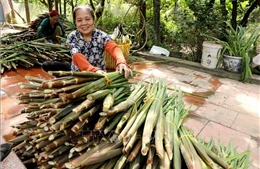 &#39;Đặc sản&#39; đồng quê dân dã, hút khách thị trường miền Bắc