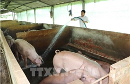 Giá lợn hơi giảm mạnh, nhiều hộ chăn nuôi ở Đồng Tháp lo lắng
