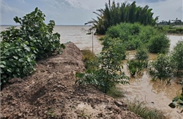 Vĩnh Long trước thách thức kép triều cường và sạt lở bờ sông lan rộng