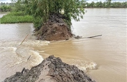 Vỡ đê bao cồn Sơn (Cần Thơ) khi triều cường lập đỉnh lịch sử mới