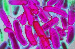 &#39;Thuần hóa&#39; vi khuẩn E. Coli để dệt và nhuộm vải đa sắc màu