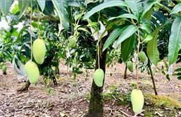 &#39;Vươn mình&#39; thành vùng chuyên canh xoài xuất khẩu