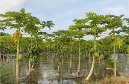 TP Hồ Chí Minh khắc phục thiệt hại sau mưa lớn tại các xã vùng thấp