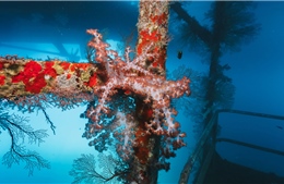 Mỹ sắp có rạn san hô nhân tạo lớn nhất thế giới