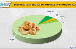 Hạt điều Việt Nam: Từ xuất khẩu thô đến cơ hội sữa hạt tại Mỹ