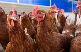 Mỹ ghi nhận ca tử vong đầu tiên do cúm gia cầm H5N5