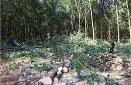 Đồng Nai: Đẩy nhanh tiến độ giải phóng mặt bằng Dự án đường cao tốc Bắc - Nam