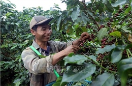 Lan tỏa thương hiệu cà phê Sơn La