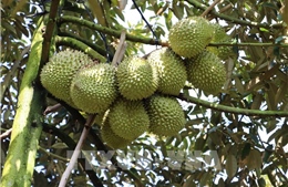 Đồng Tháp bứt tốc mở rộng vùng sầu riêng xuất khẩu