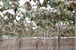 Khánh Hòa: Khôi phục khẩn cấp sản xuất nông nghiệp sau mưa lũ