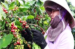 Giá tăng kỷ lục, nông dân trồng cà phê kỳ vọng vụ mùa bội thu