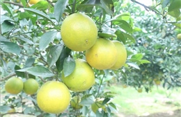 Khẳng định thương hiệu cam Hưng Yên