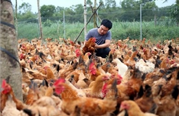 Hướng đi mới từ mô hình nuôi gà bằng thảo dược