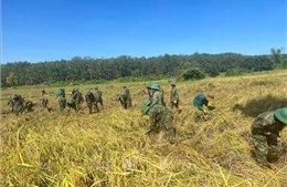 Sản lượng lúa vụ Mùa cả nước đạt hơn 8 triệu tấn