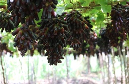 Phát triển giống nho, táo mới thích ứng khí hậu khô nóng tại Khánh Hòa