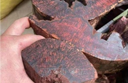 Ngăn chặn khai thác cây mán đĩa trái phép