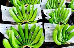 Chuối Việt Nam với mục tiêu xuất khẩu tỷ đô