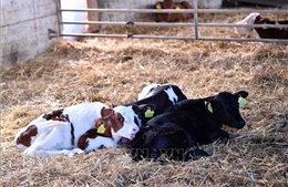 EU triển khai mọi biện pháp bảo vệ lợi ích của nông dân và doanh nghiệp xuất khẩu sữa