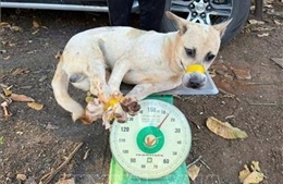 Bắt giữ 4 đối tượng trong đường dây trộm chó