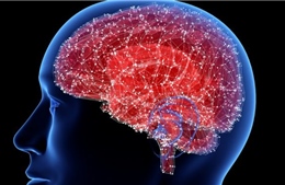 Nghiên cứu mới bác bỏ giả thuyết não bộ lão hóa nhanh hơn gây Alzheimer