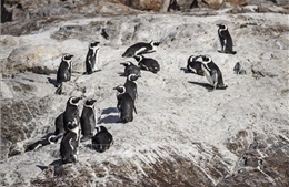 Nguyên nhân khiến chim cánh cụt châu Phi chết hàng loạt