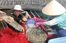 Giá tôm thương phẩm tăng mạnh tại TP. Hồ Chí Minh