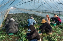 Hàn Quốc mở đợt cao điểm toàn quốc trấn áp bóc lột lao động di cư