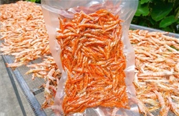 Nghề làm tôm khô Cà Mau nhộn nhịp vào vụ Tết