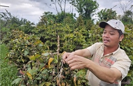 Thủ phủ mai An Nhơn kỳ vọng thị trường Tết