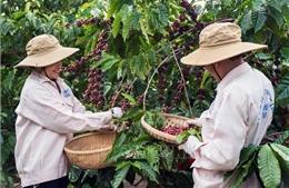 Giá cà phê tuột mốc 100.000 đồng/kg