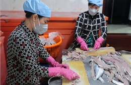 Nâng tầm nghề làm chả cá truyền thống Phước Hải