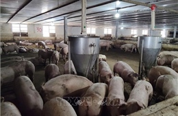 Đảm bảo nguồn cung thịt lợn cung cấp dịp Tết Nguyên đán Bính Ngọ