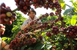 Cà phê Việt trong kỷ nguyên giá trị - Bài cuối: Không gian giá trị quốc gia