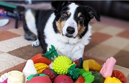 Chó có thể học từ vựng bằng cách 'nghe lỏm' như trẻ nhỏ