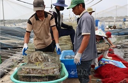 Giá tôm tăng nhưng sức mua yếu