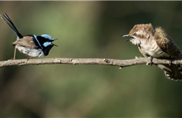 Phát hiện kỳ lạ về phương ngữ bí mật giữa người và chim