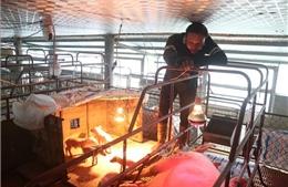 Chủ động chống rét, Hưng Yên bảo vệ hơn 1 triệu con gia súc