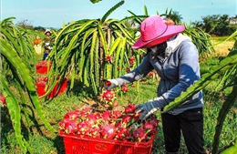 Thanh long nghịch vụ giá cao