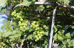 Nho cảnh Khánh Hòa 'hút hàng' dịp Tết