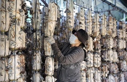 Cận Tết, nghề trồng nấm ở TP Hồ Chí Minh vào mùa cao điểm