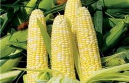 Điều kiện sinh vật biến đổi gen được sử dụng làm thực phẩm, thức ăn chăn nuôi