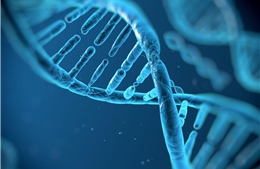 Bất ngờ gen di truyền là yếu tố chính quyết định tuổi thọ con người