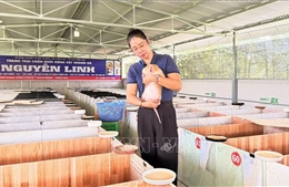 Nuôi dúi má đào, nông dân thu tiền tỷ mỗi năm