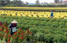 Để hoa cảnh Đồng Tháp vươn xa