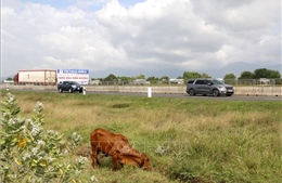 Đàn bò chạy gây hai vụ tai nạn trên cao tốc Vĩnh Hảo - Phan Thiết